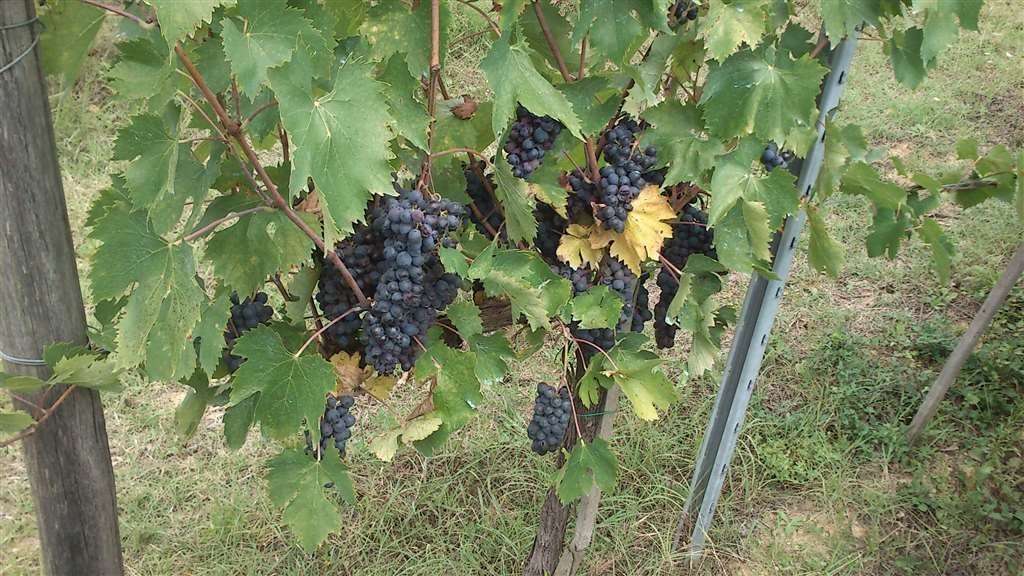 Terreno agricolo ,, Colle di Val d'Elsa