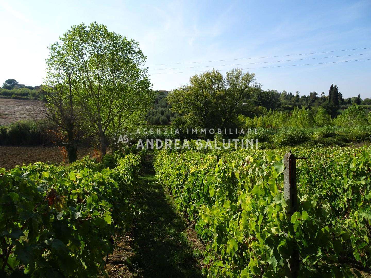 Terreno agricolo SP,, Capannoli