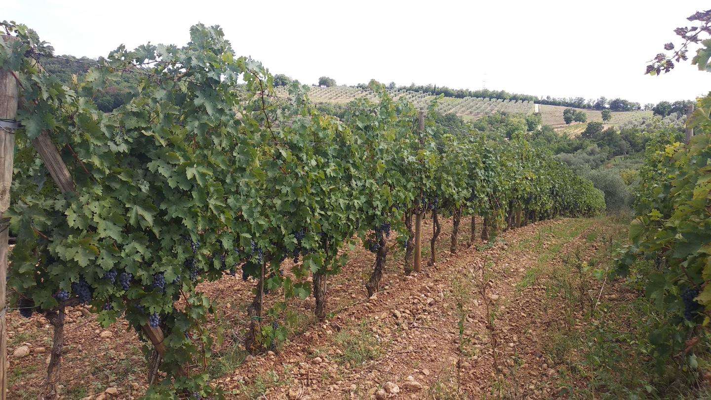 Terreno edificabile WM4+CF Civitella Paganico GR,  7, Civitella Paganico