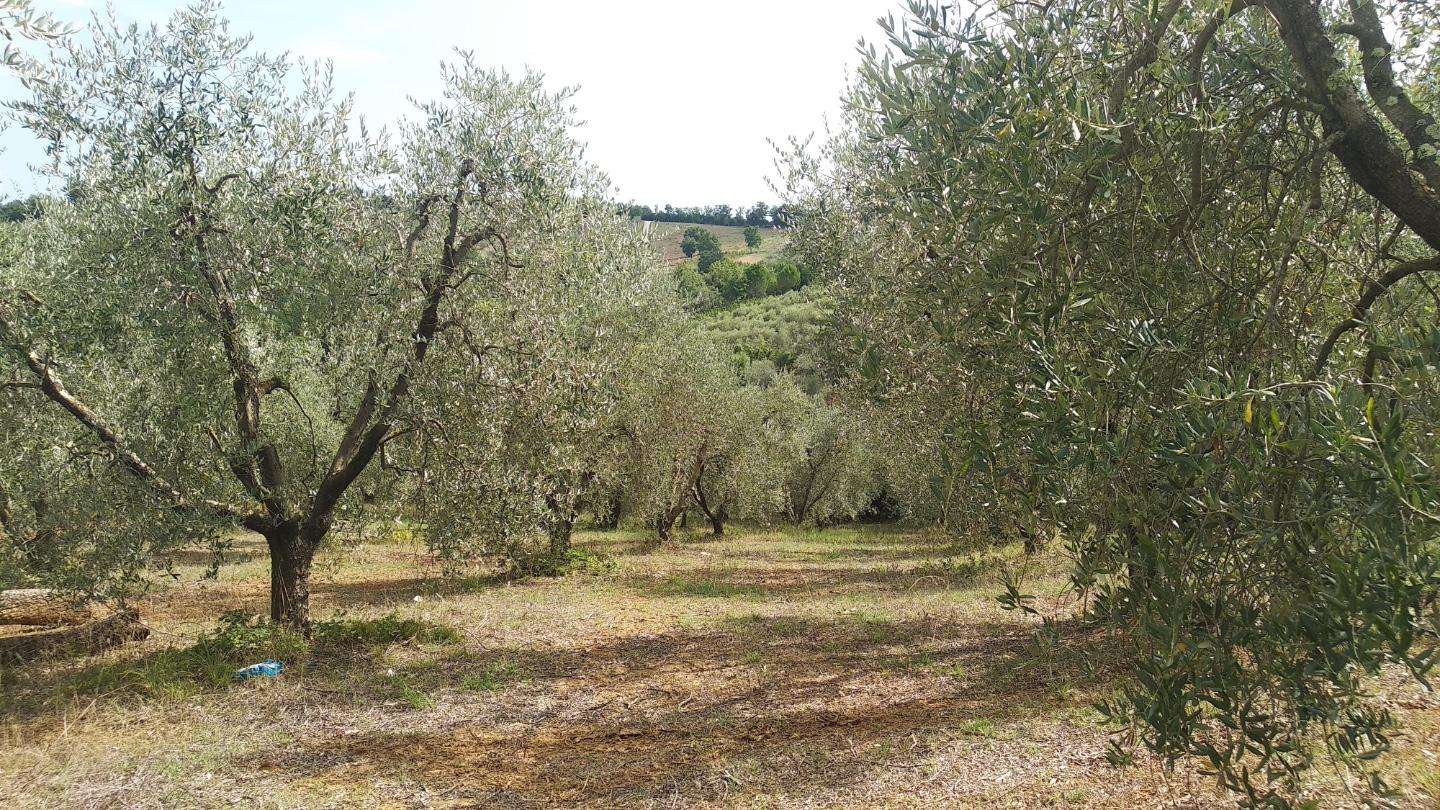 immagine annuncio 6 di 13
