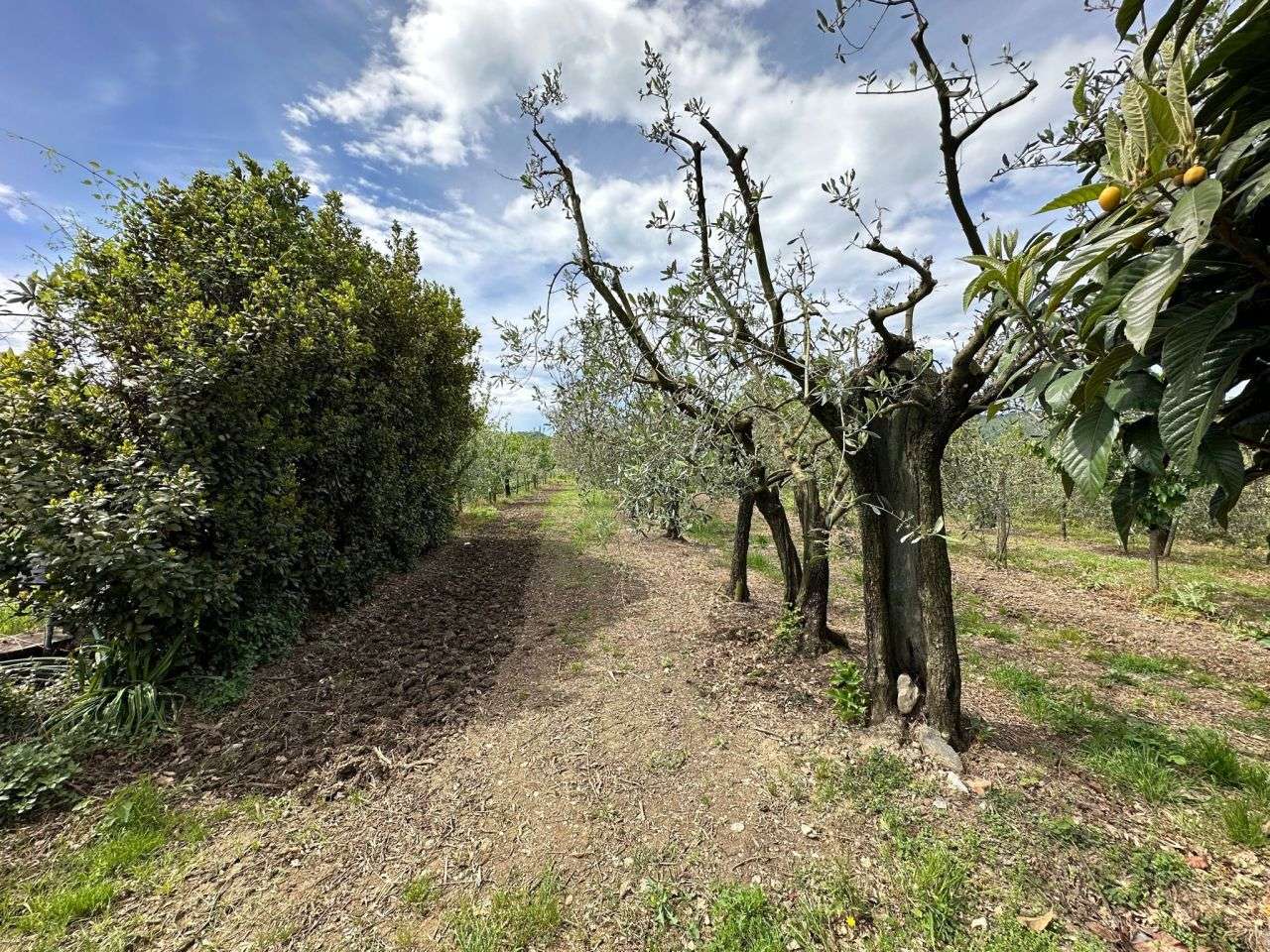 immagine annuncio 1 di 4