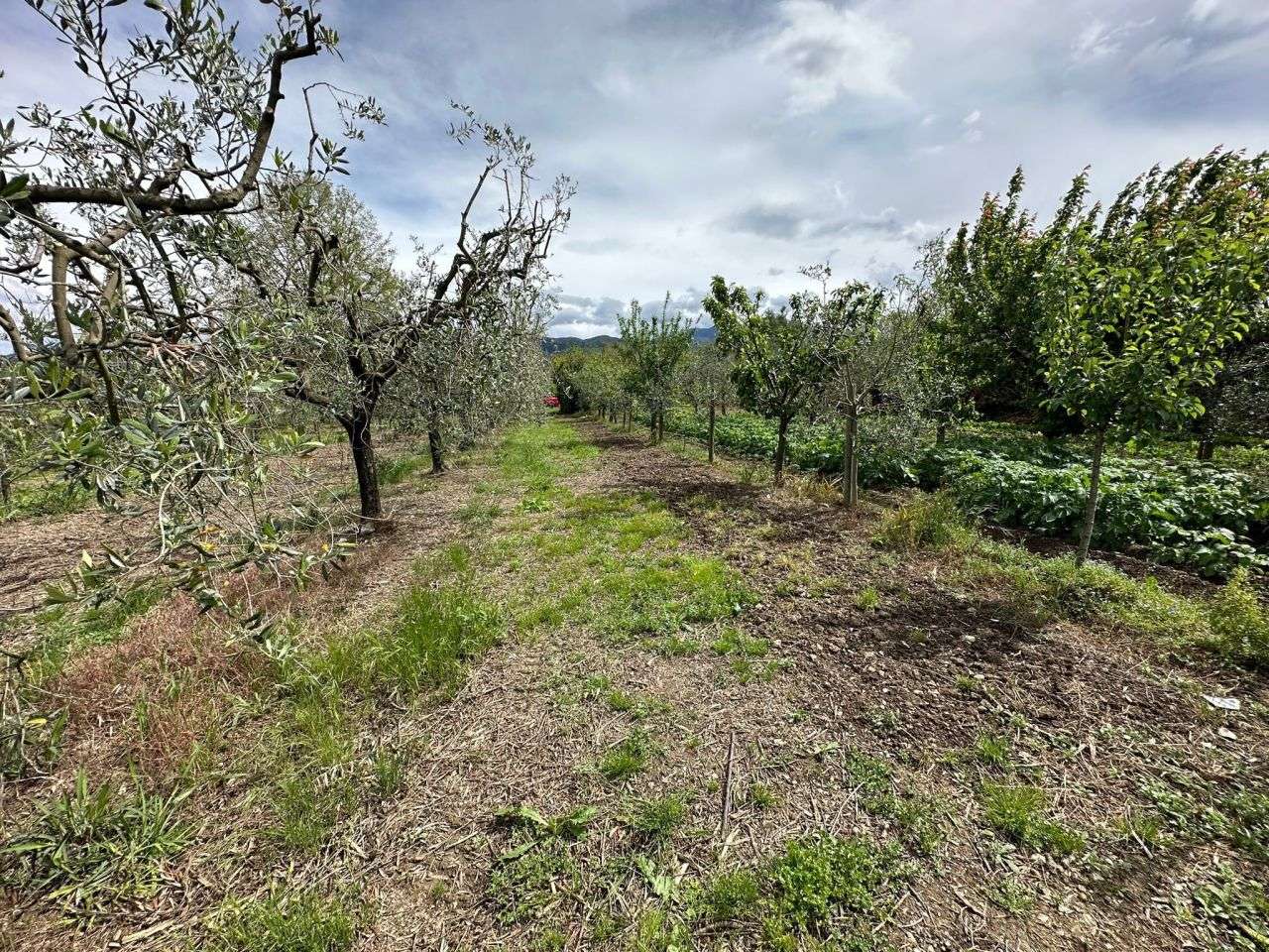 immagine annuncio 2 di 4