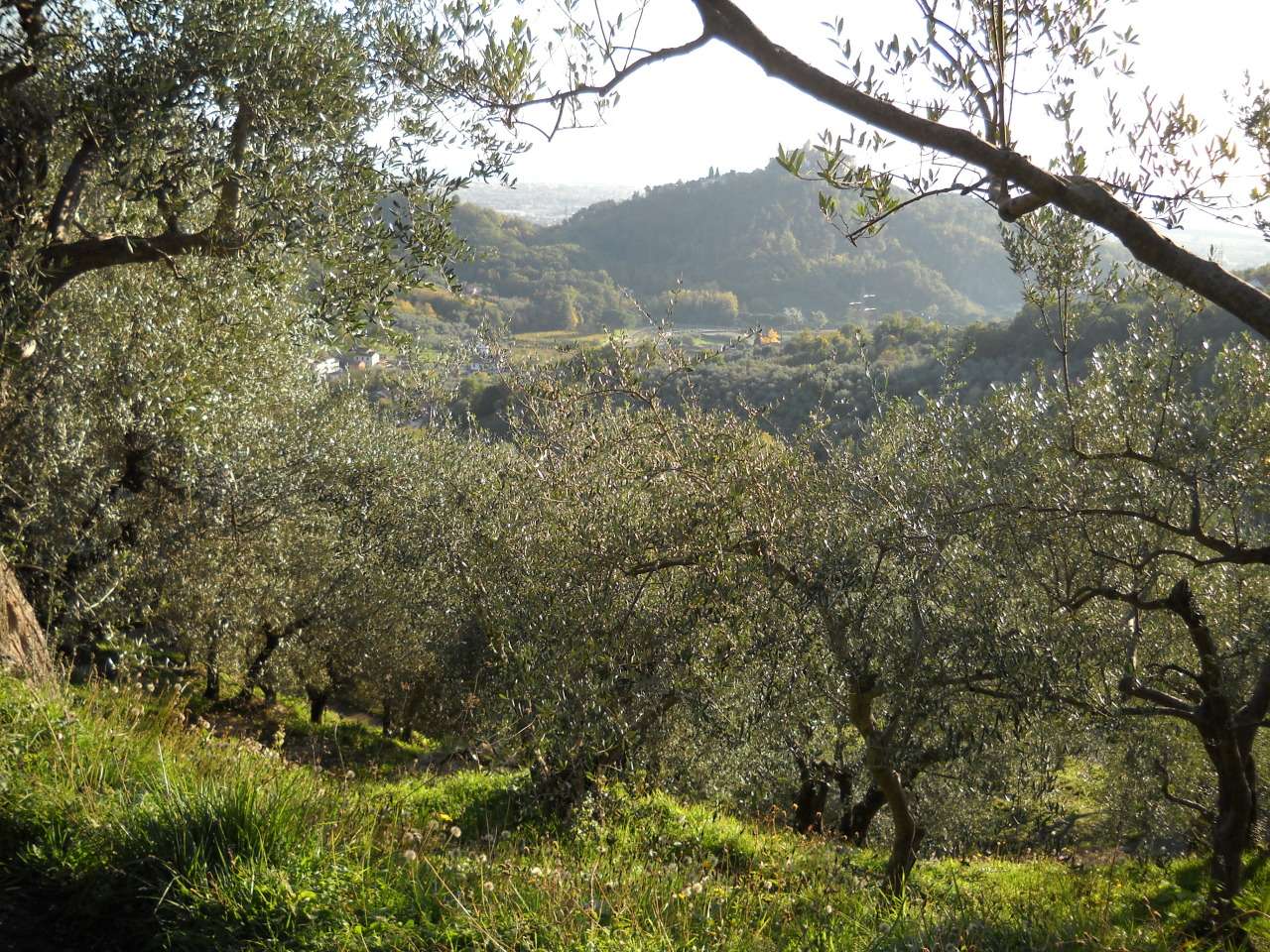 immagine annuncio 1 di 7