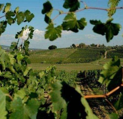 Casale, Vinci