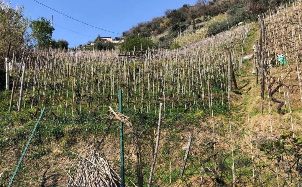 immagine annuncio 7 di 15