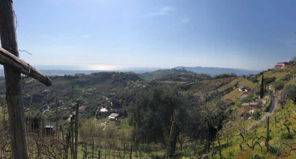 Capannone, Massa