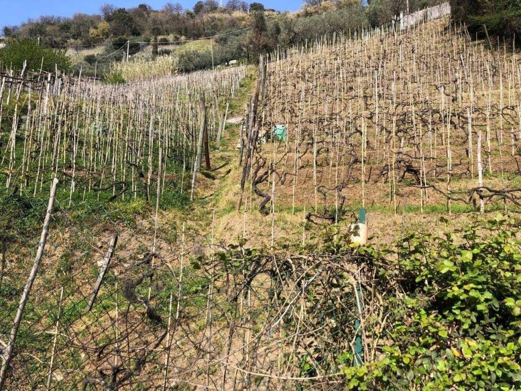immagine annuncio 6 di 9