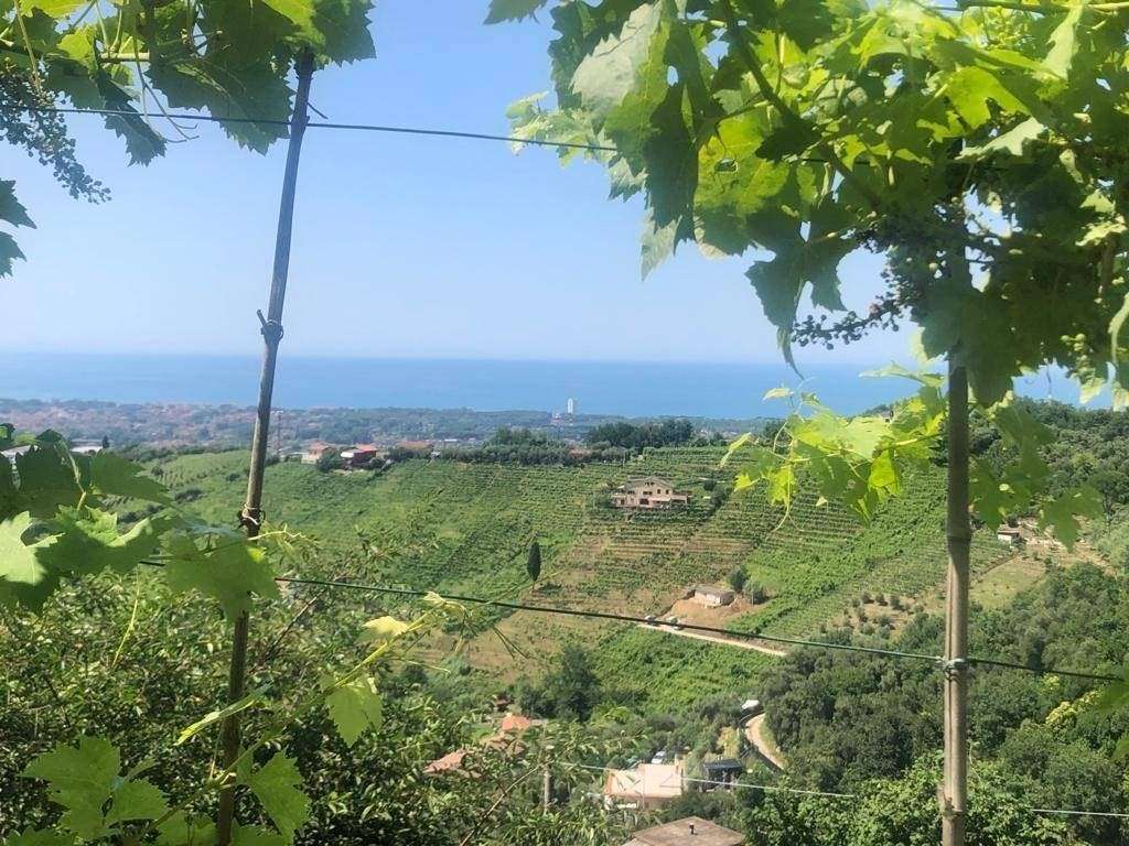 Capannone, Massa