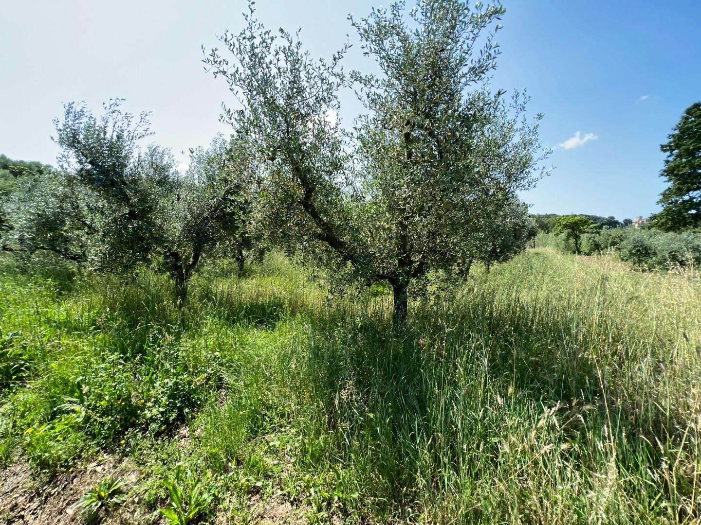 immagine annuncio 9 di 12