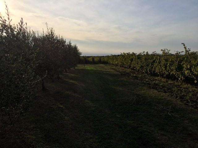  - foto 37