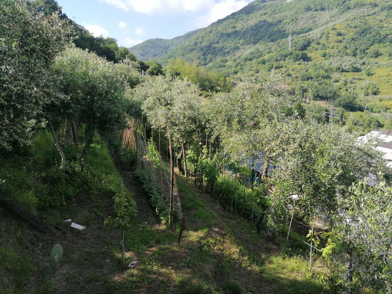  - foto 36