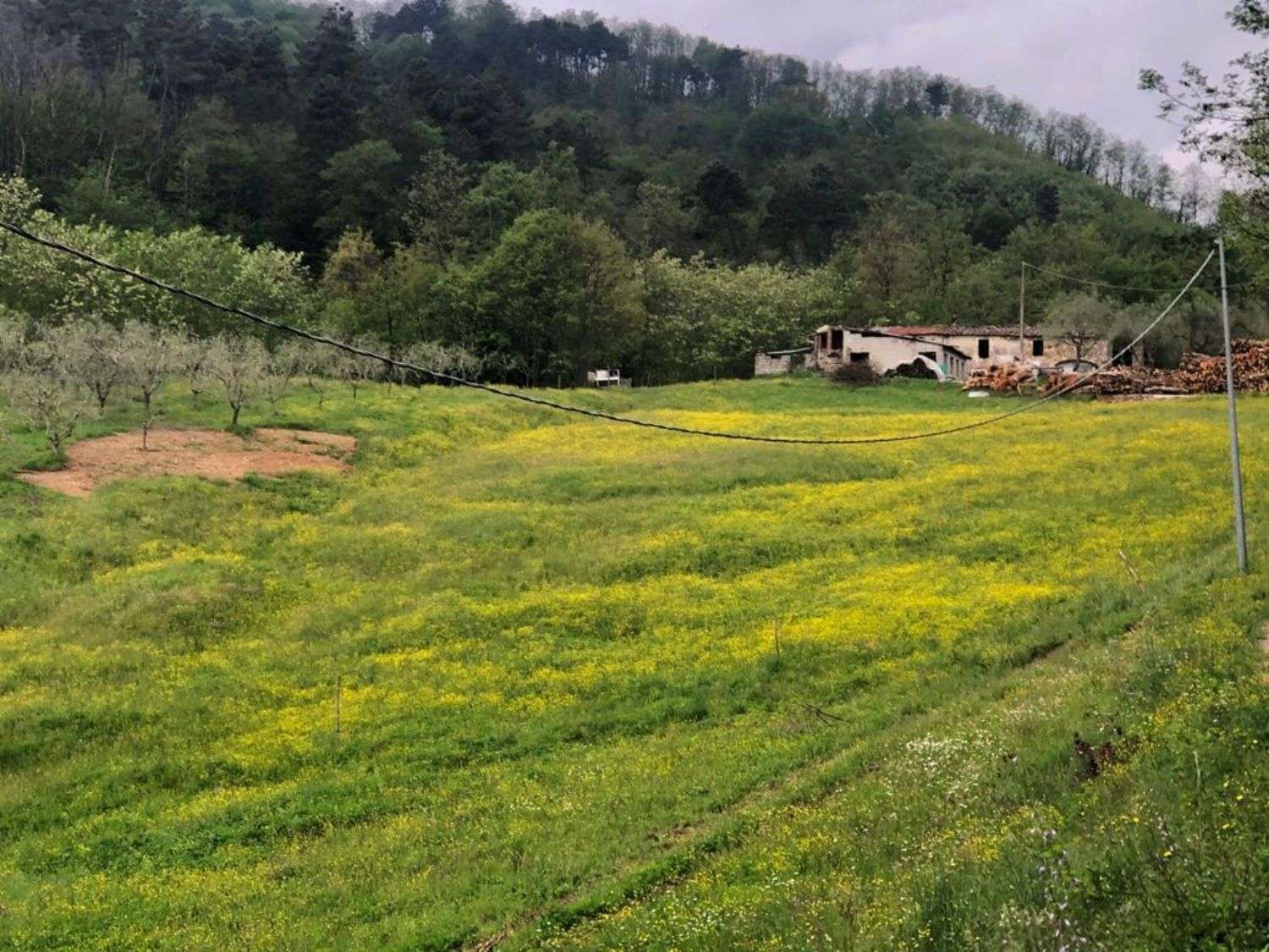 immagine annuncio 4 di 14