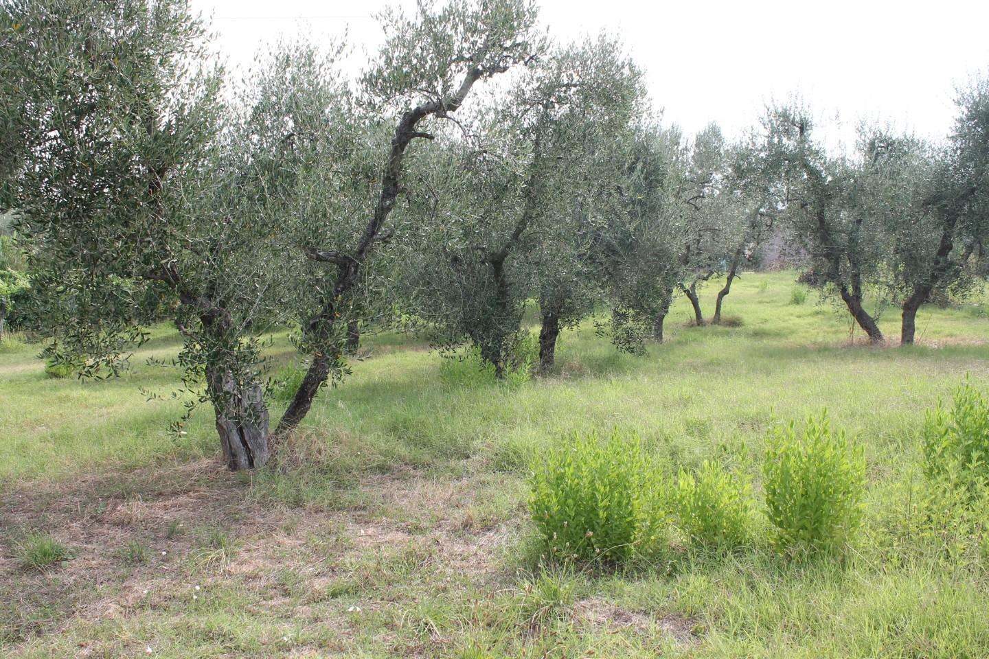 immagine annuncio 4 di 14