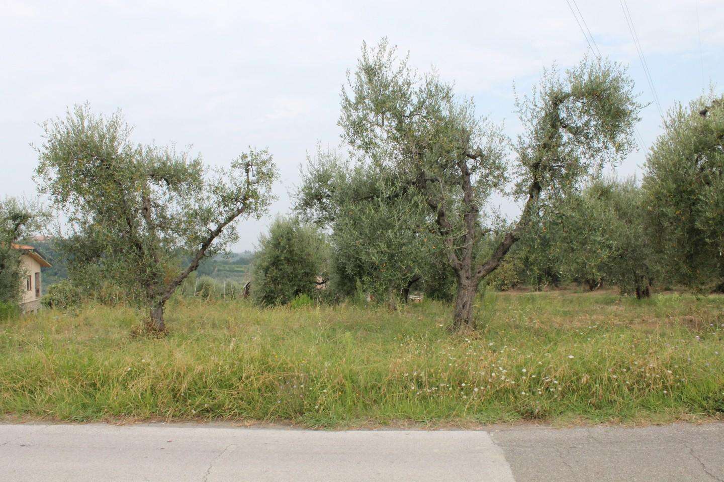 immagine annuncio 12 di 14