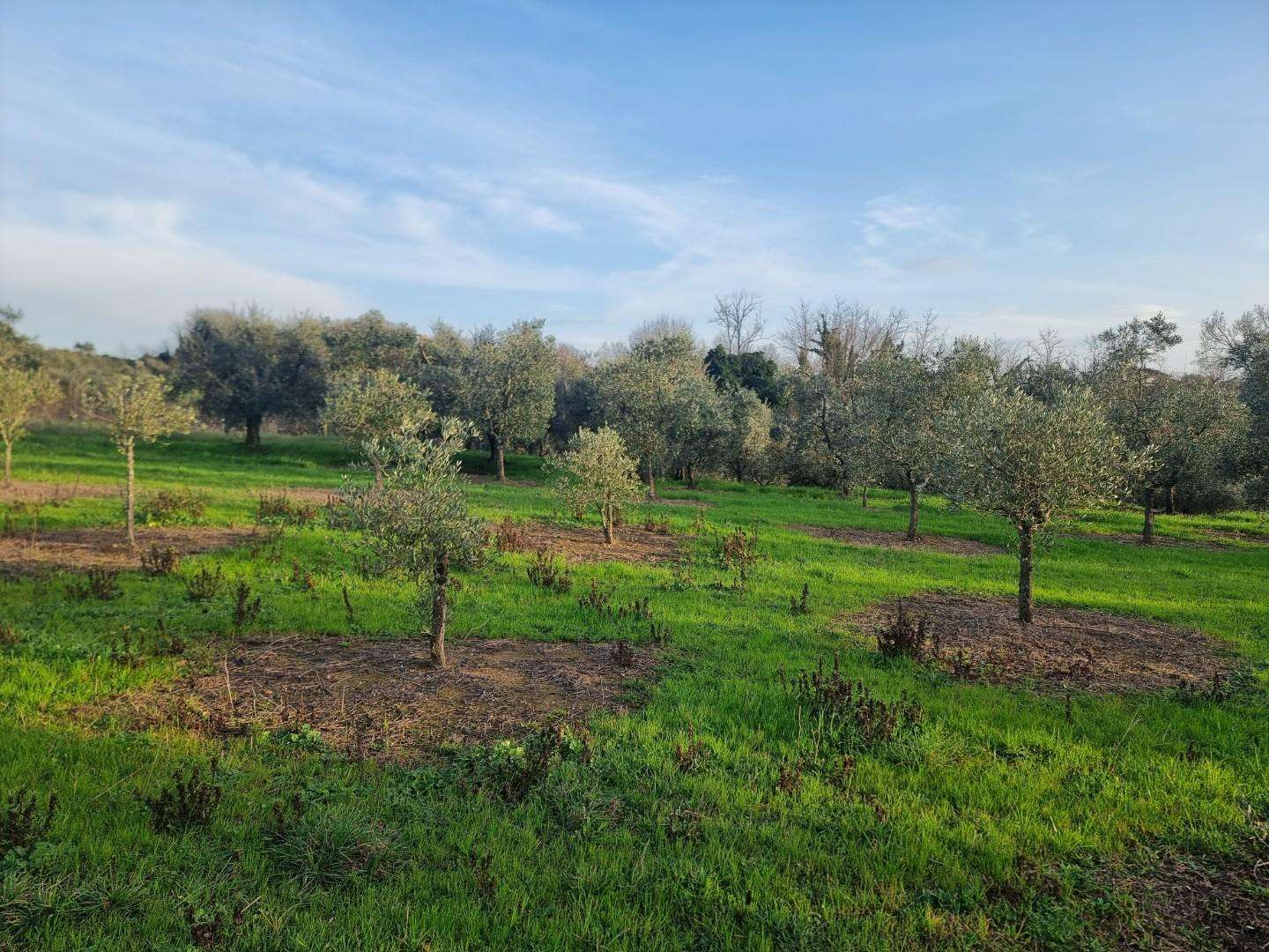 immagine annuncio 1 di 4