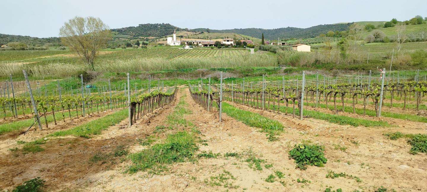 Terreno agricolo Magliano in Toscana GR,, Magliano in Toscana