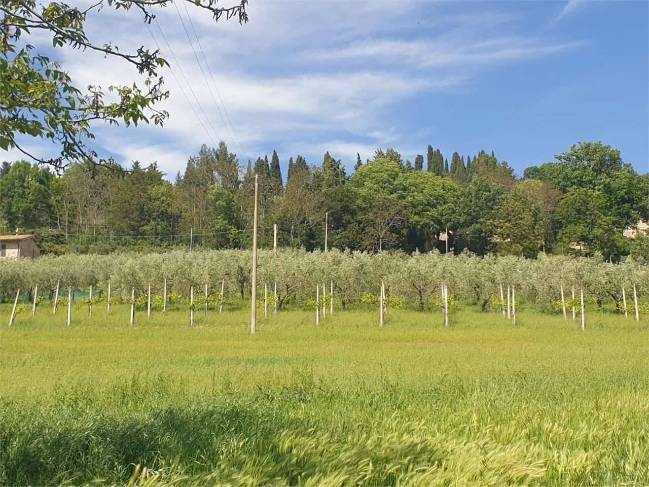 Terreno agricolo in Vendita a Assisi