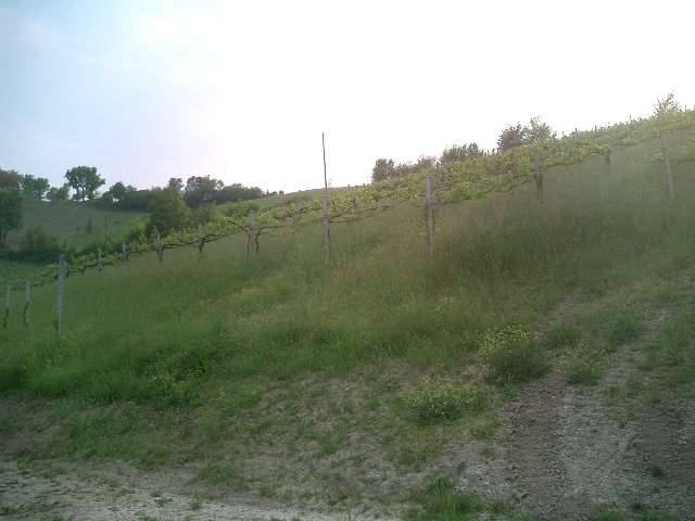 Terreno agricolo in Vendita a Savignano sul Panaro Castello di Savignano sul Panaro