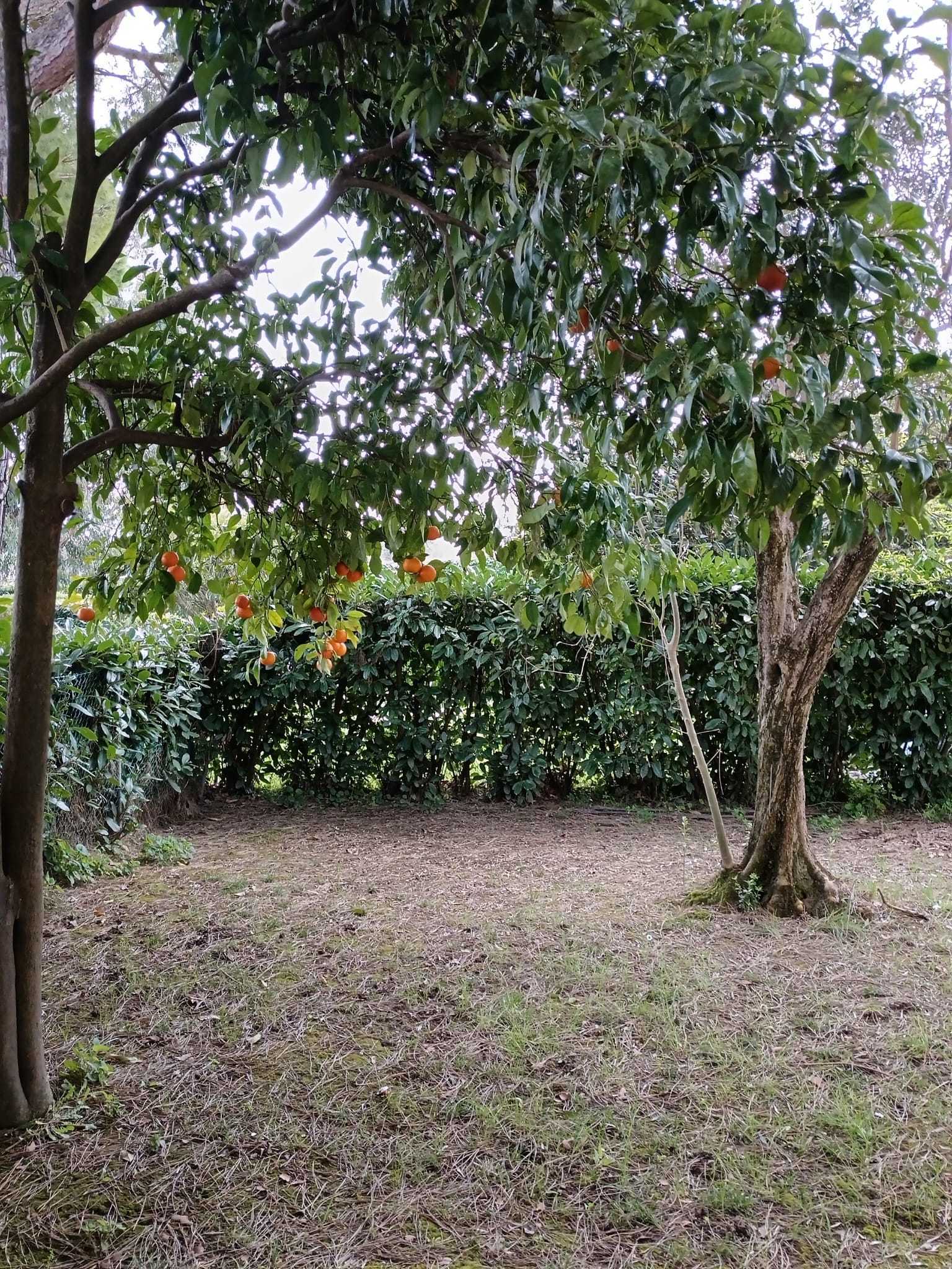  - foto 29