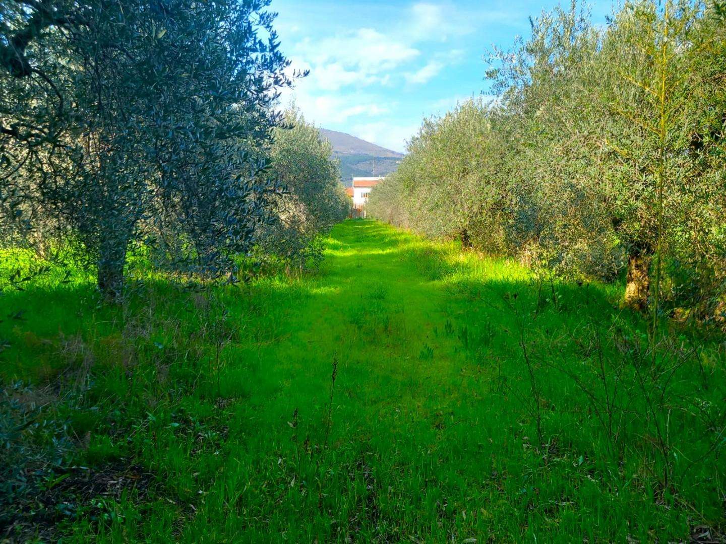  - foto 11