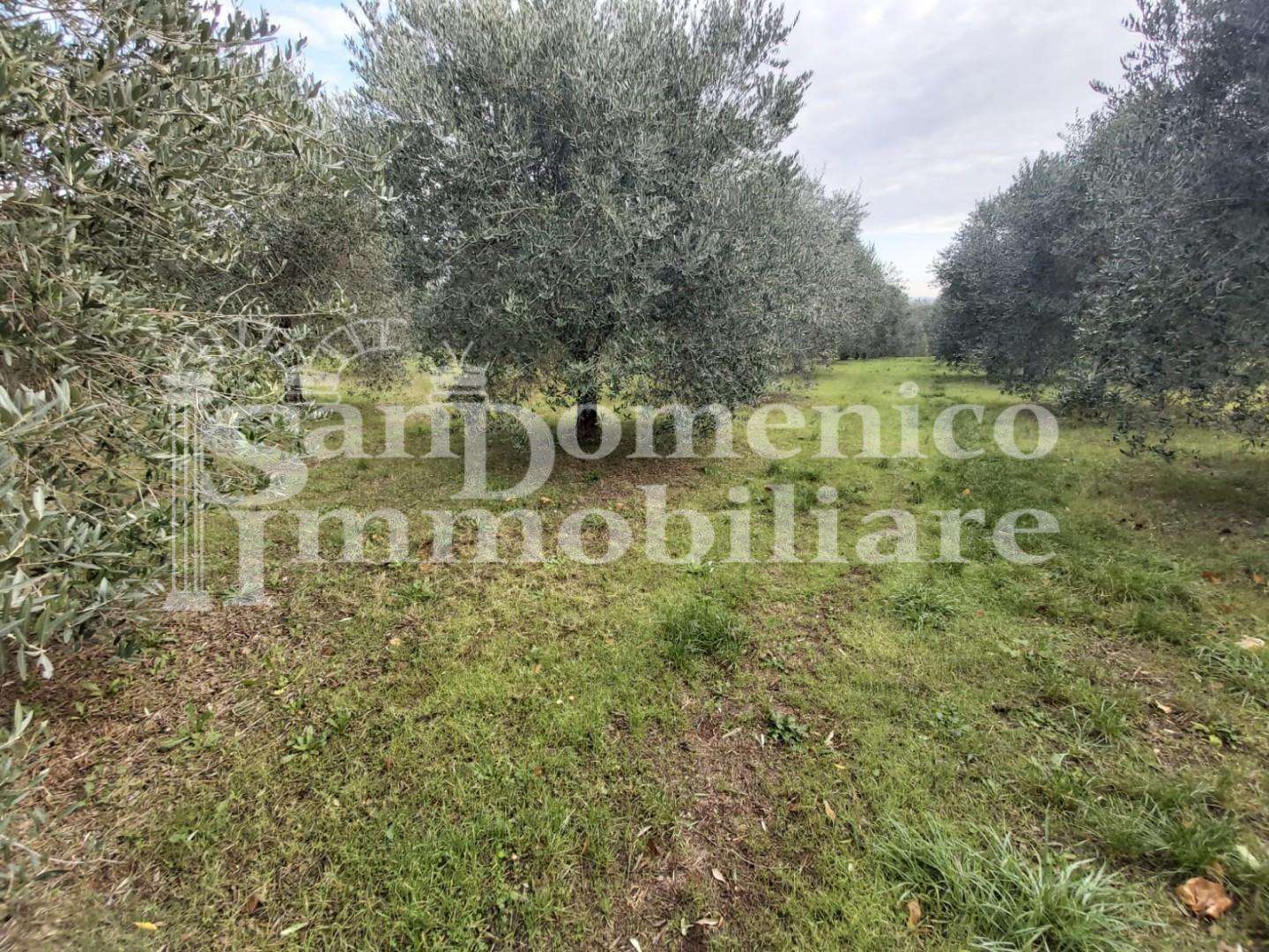 Terreno agricolo Collesalvetti, Collesalvetti