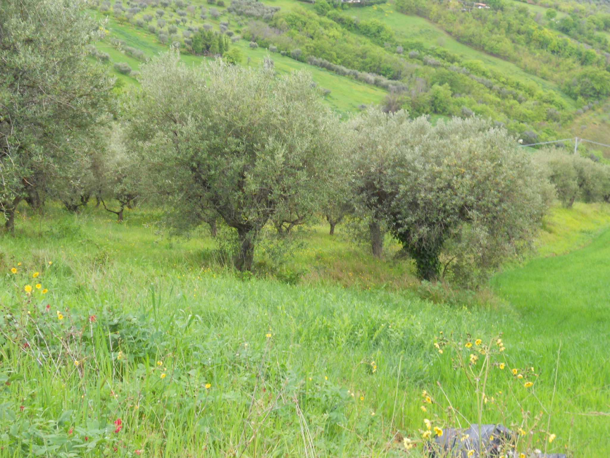 immagine annuncio 3 di 11