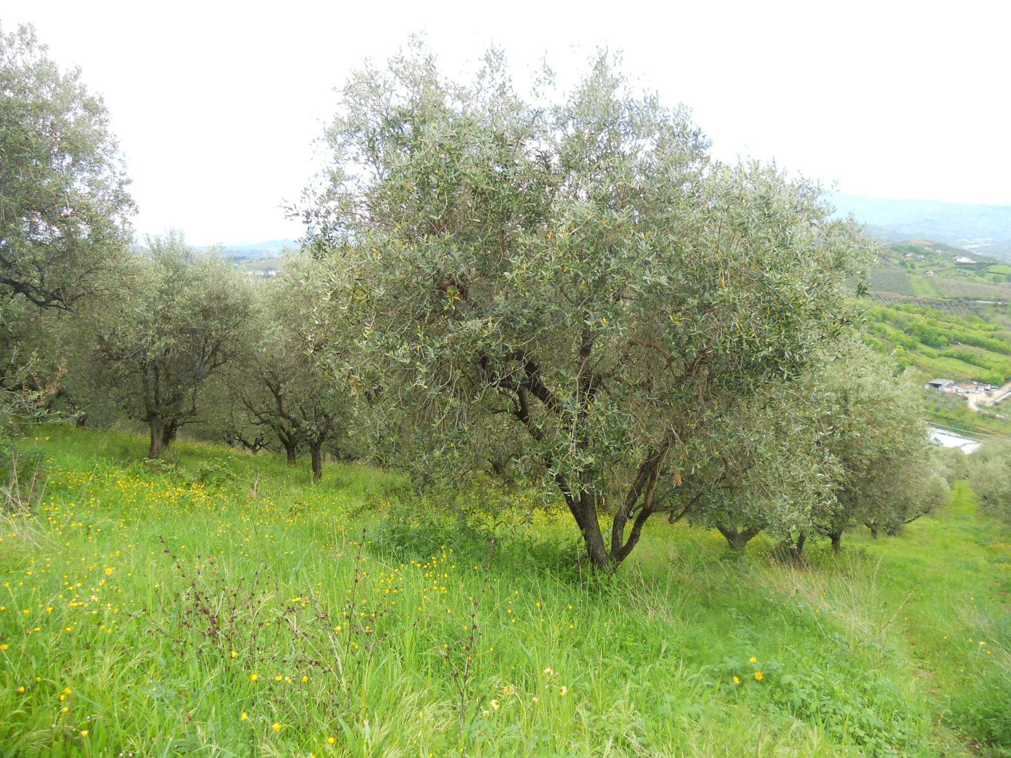 immagine annuncio 5 di 11