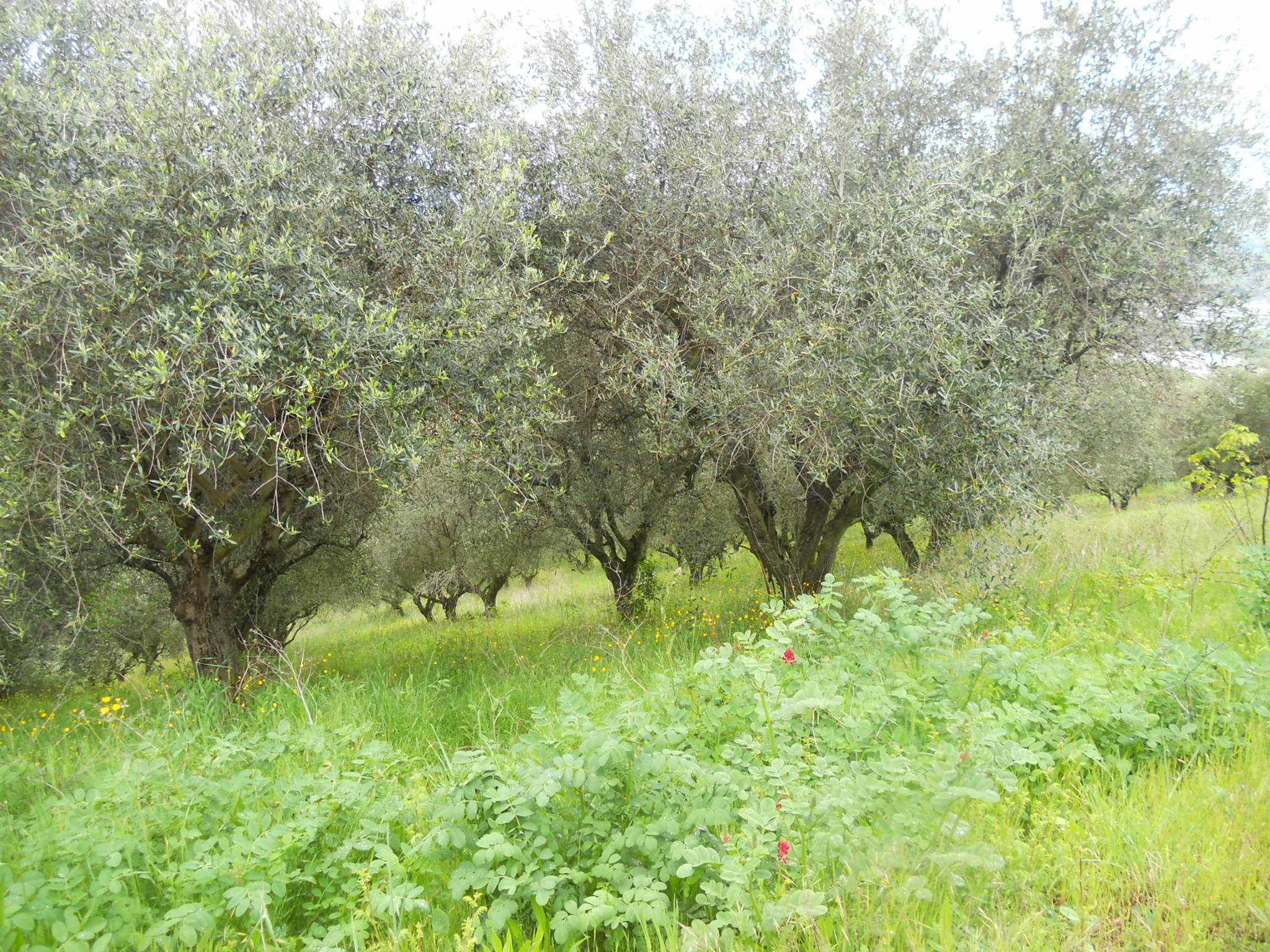 immagine annuncio 6 di 11