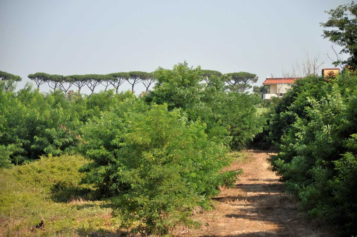 immagine annuncio 6 di 8