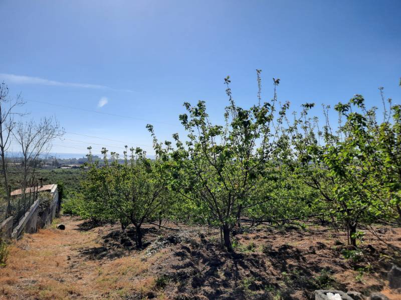 Terreno agricolo Via Cutula, Giarre