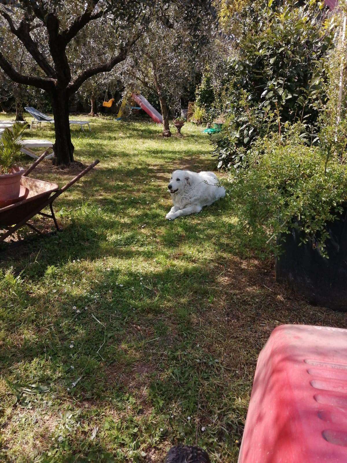 immagine annuncio 4 di 15