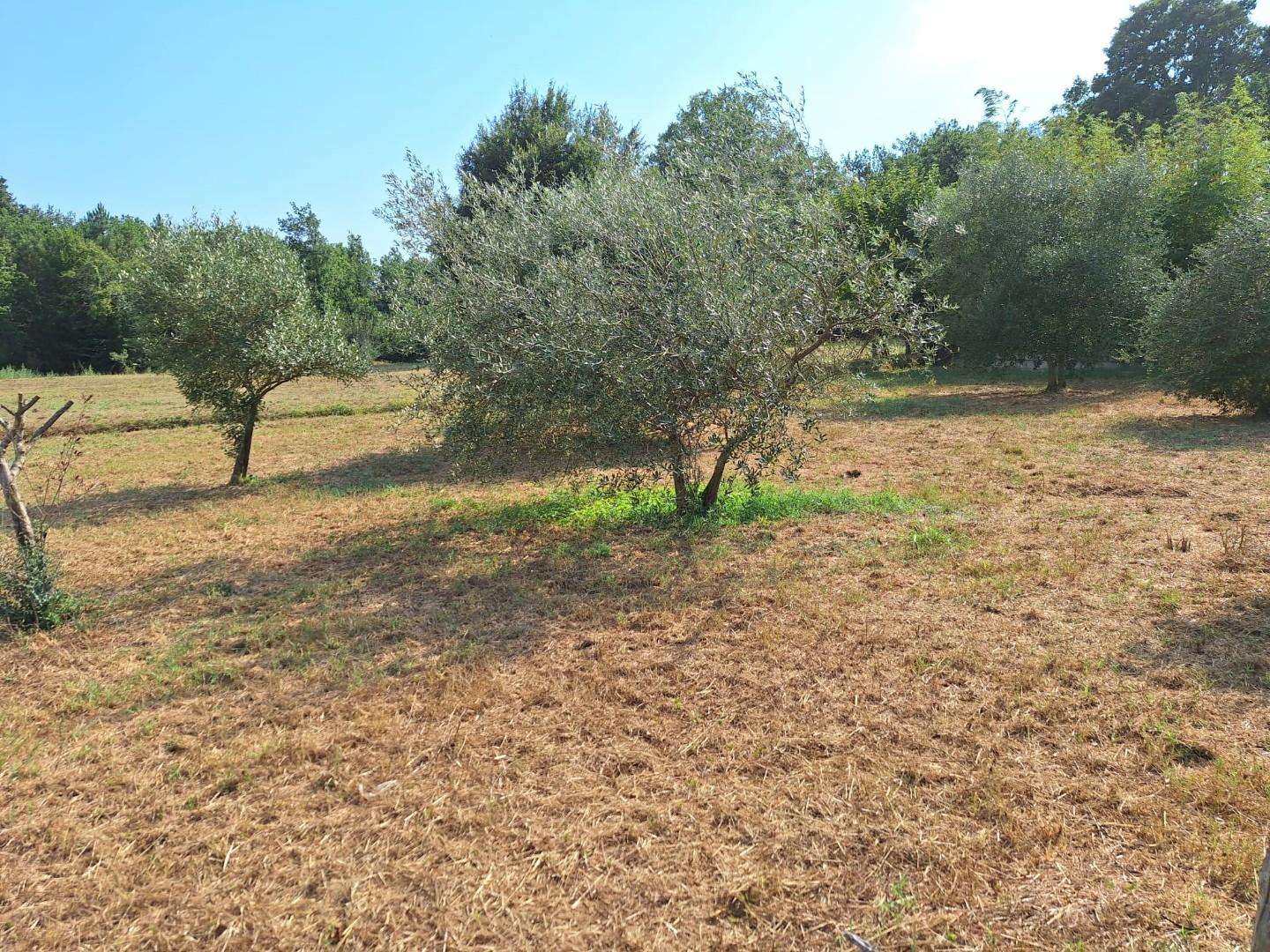 immagine annuncio 11 di 14