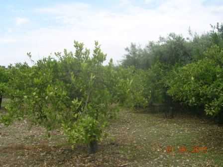  - foto 5
