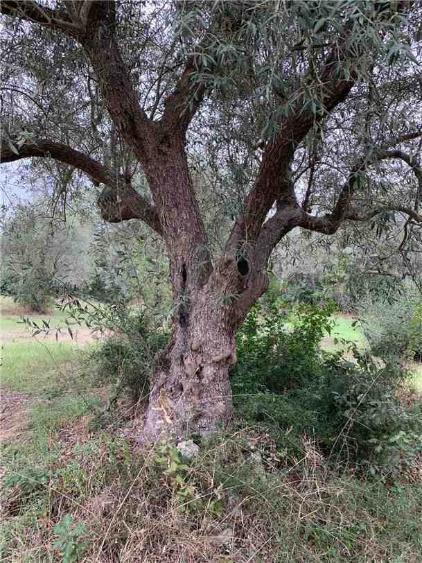immagine annuncio 3 di 13
