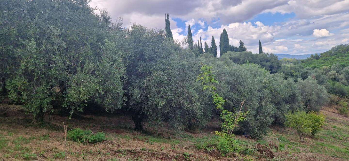 immagine annuncio 6 di 13