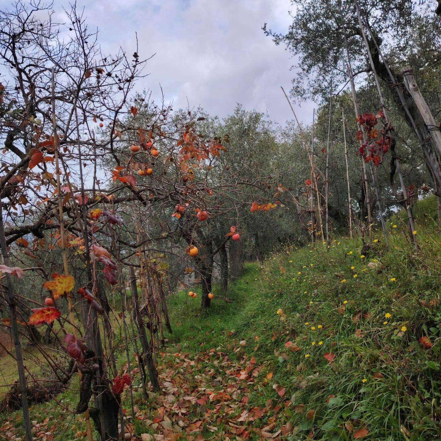 immagine annuncio 5 di 8