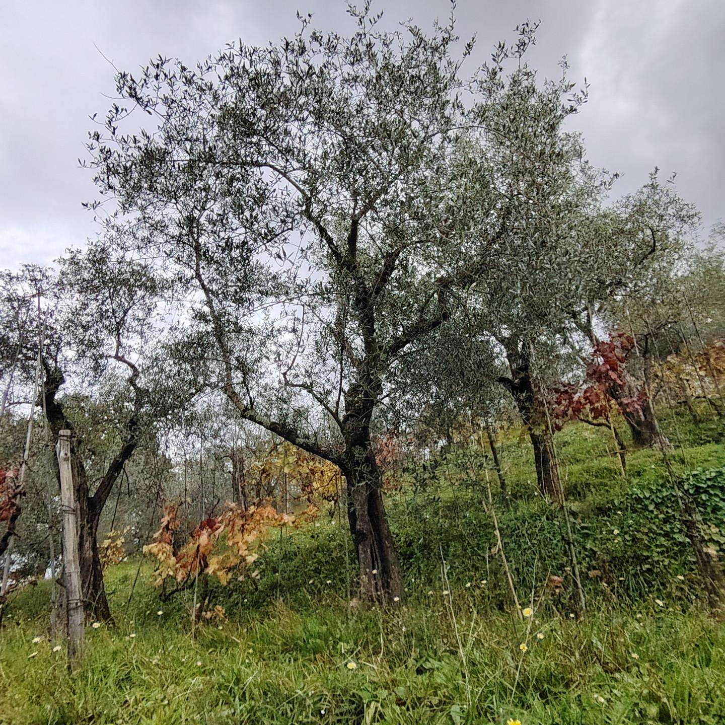 immagine annuncio 6 di 8