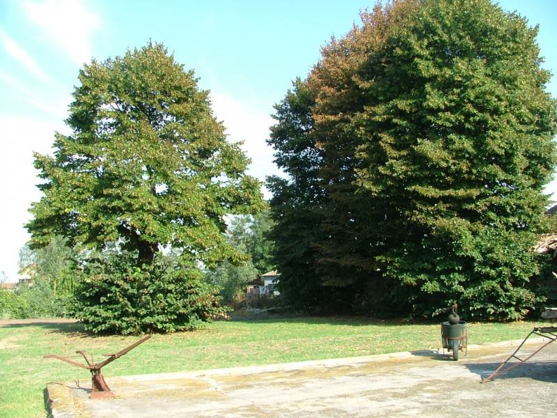 immagine annuncio 4 di 7