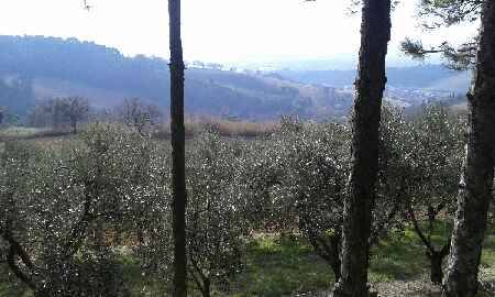 immagine annuncio 3 di 6