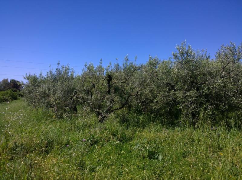 immagine annuncio 1 di 4