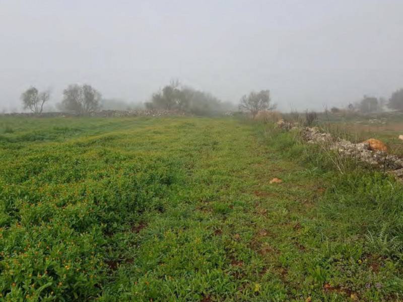 immagine annuncio 3 di 9