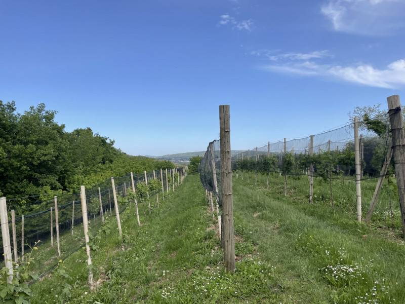 immagine annuncio 5 di 10