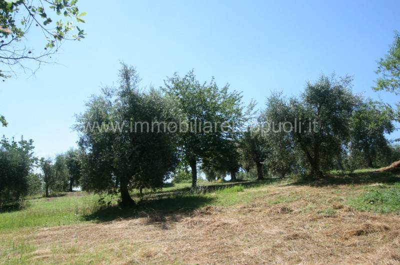 immagine annuncio 4 di 8