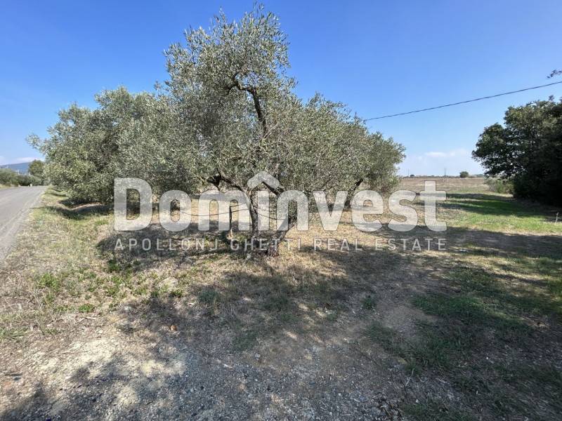 casa indipendente in vendita a Capalbio in zona Borgo Carige
