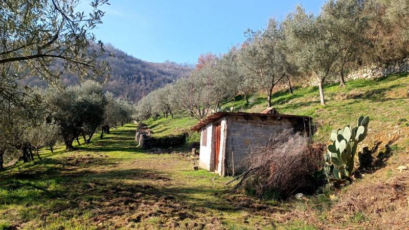 immagine annuncio 3 di 9
