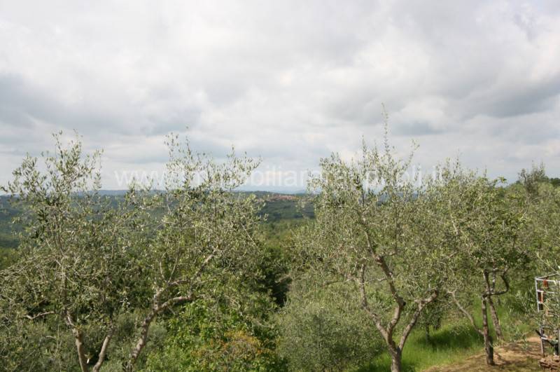 immagine annuncio 2 di 6