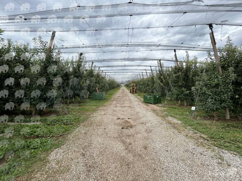 immagine annuncio 3 di 9