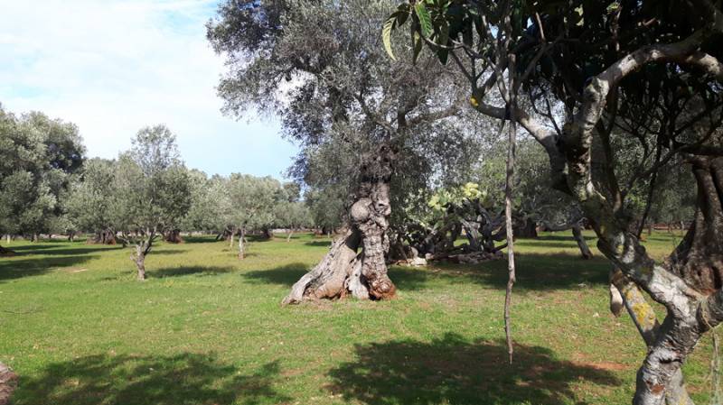 immagine annuncio 1 di 10