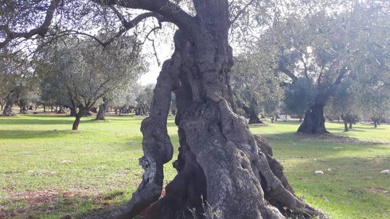 immagine annuncio 2 di 10