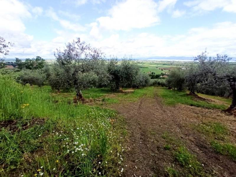 immagine annuncio 4 di 9